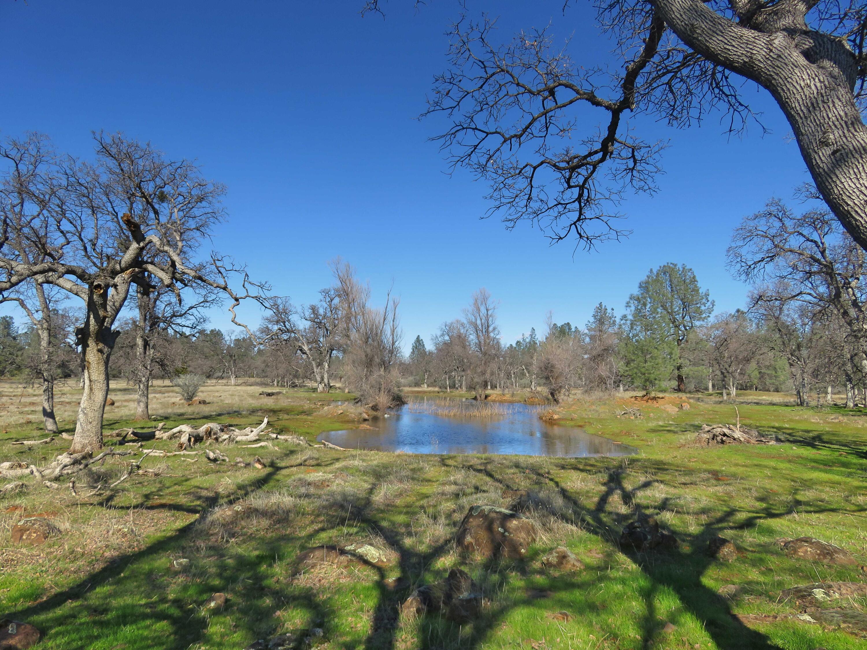 41-acres Ash Creek Road Anderson, CA 96007 - Photo 18 of 24 Pond and oaks