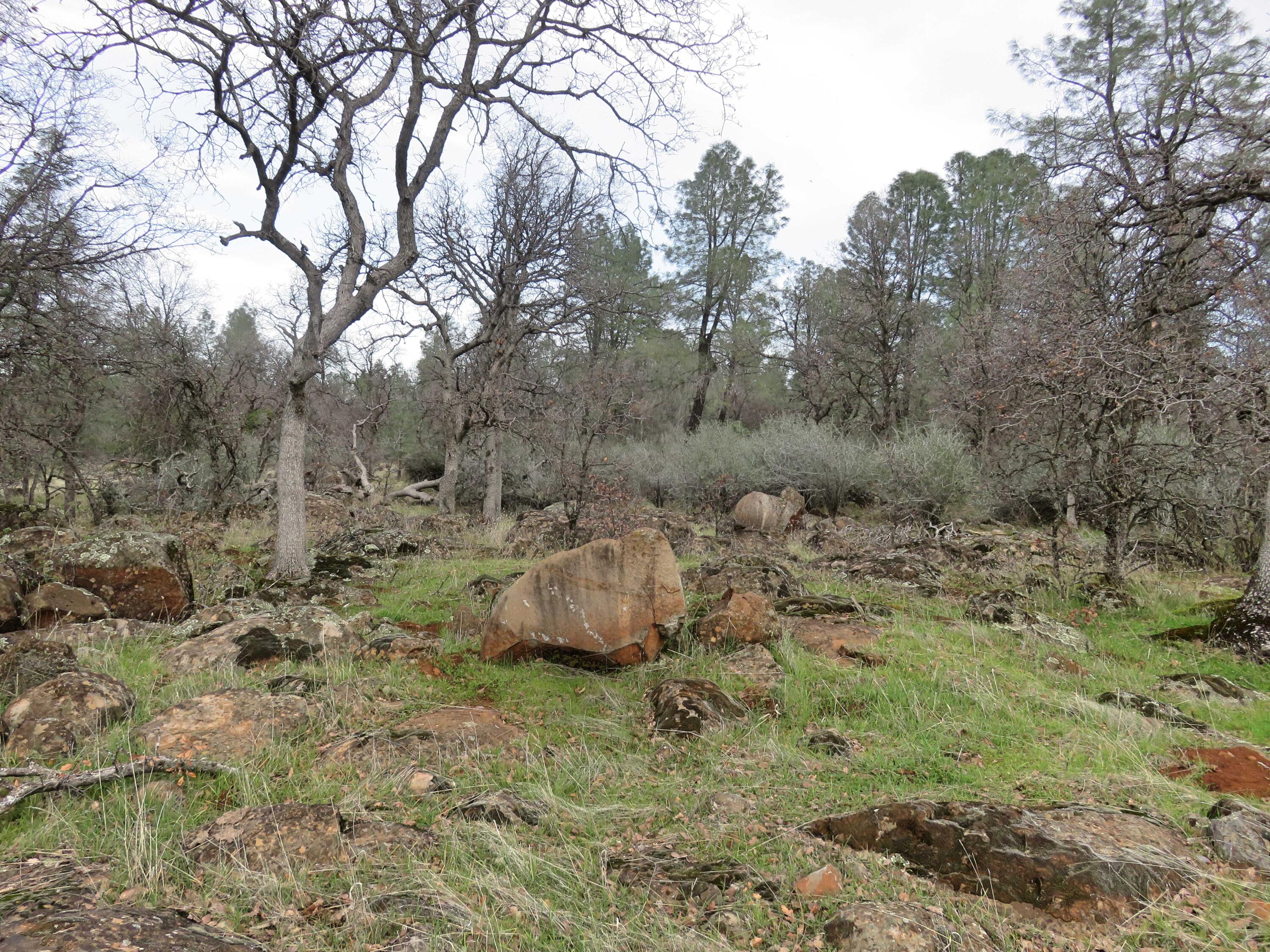 41-acres Ash Creek Road Anderson, CA 96007 - Photo 19 of 24 a view of a forest with trees in the background