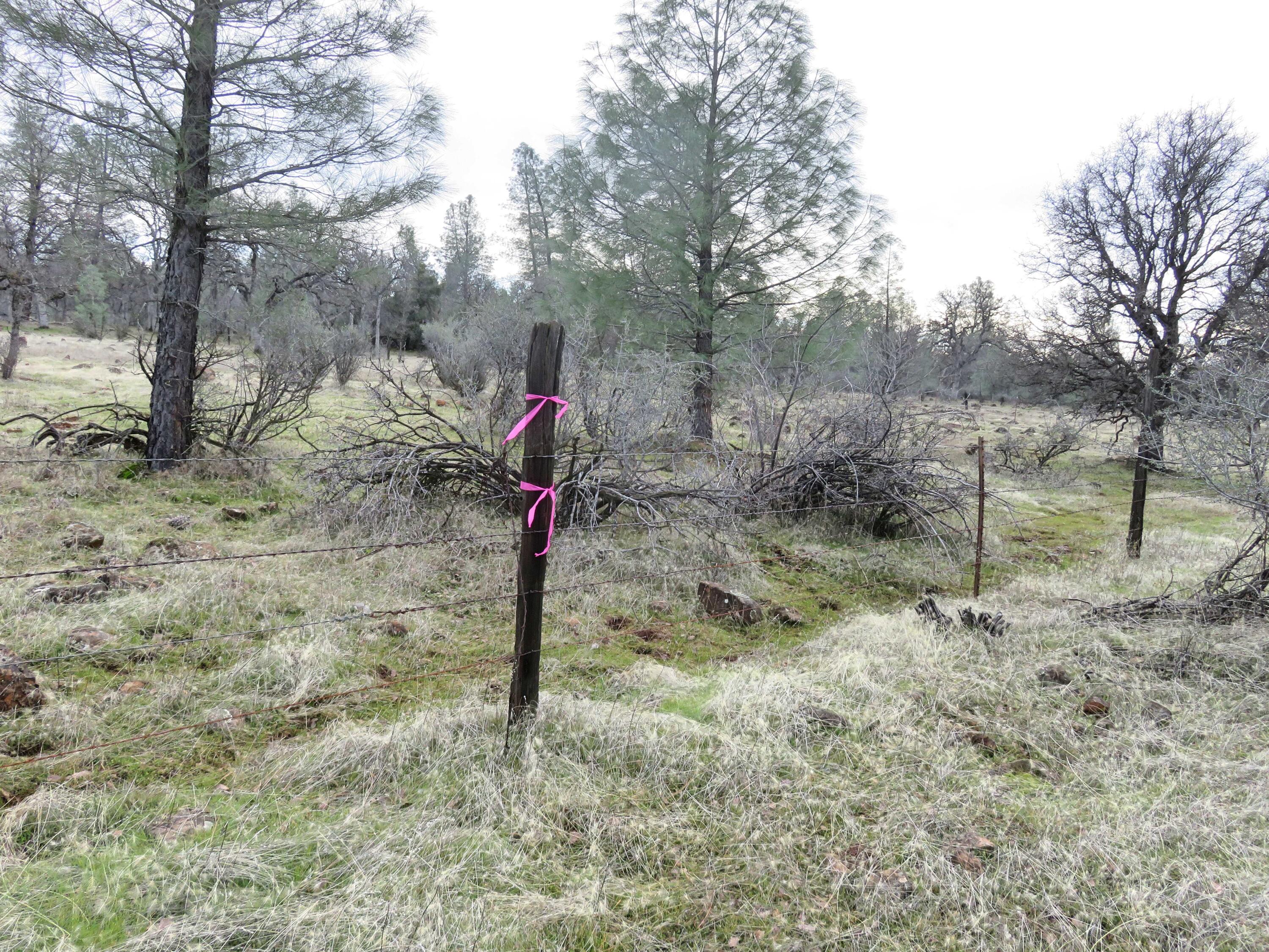 41-acres Ash Creek Road Anderson, CA 96007 - Photo 21 of 24 a view of a forest filled with trees