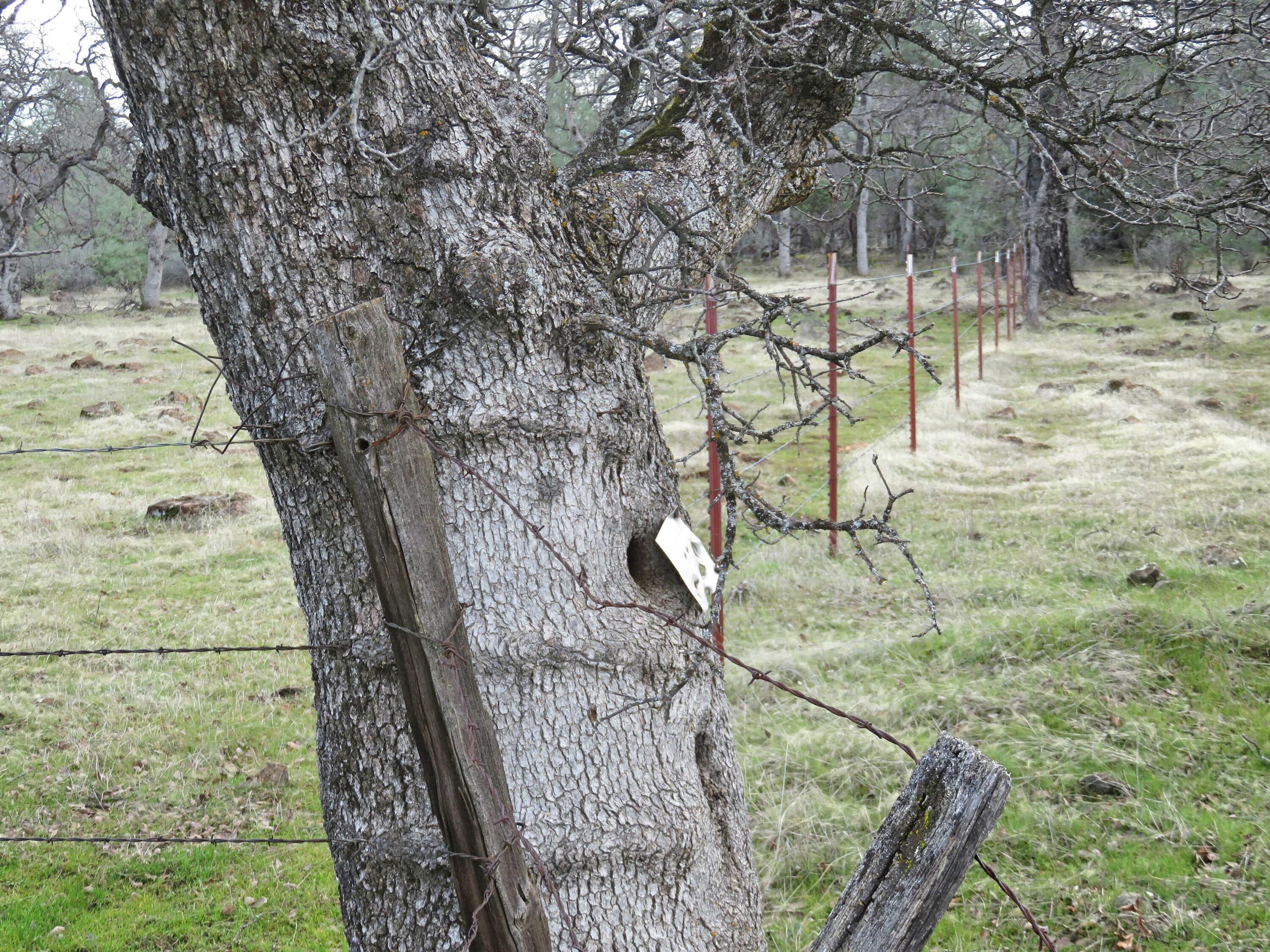 41-acres Ash Creek Road Anderson, CA 96007 - Photo 22 of 24 a view of yard with wooden fence