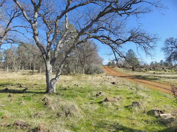 a view of a yard with a tree