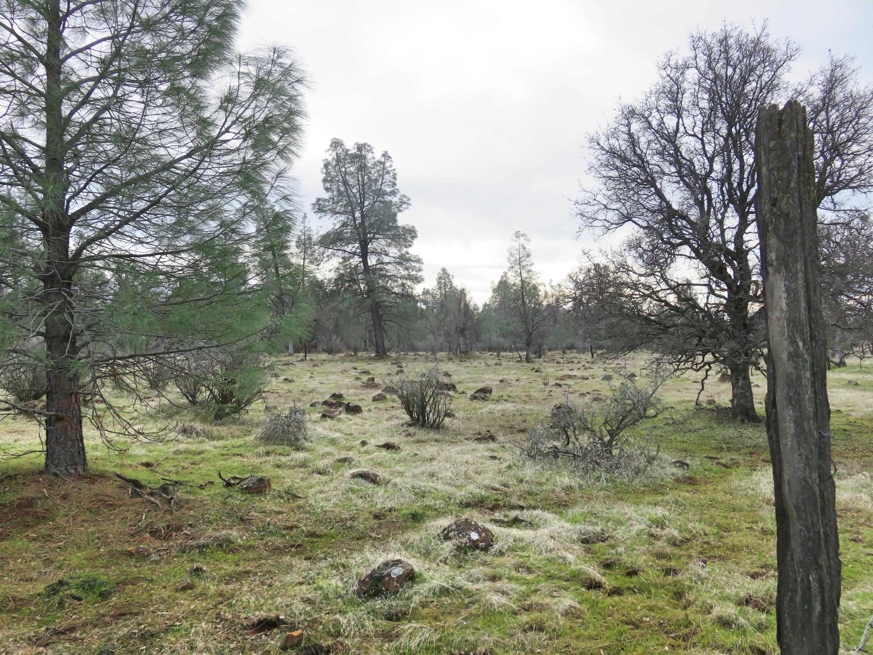 41-acres Ash Creek Road Anderson, CA 96007 - Photo 7 of 24 a view of a forest with trees