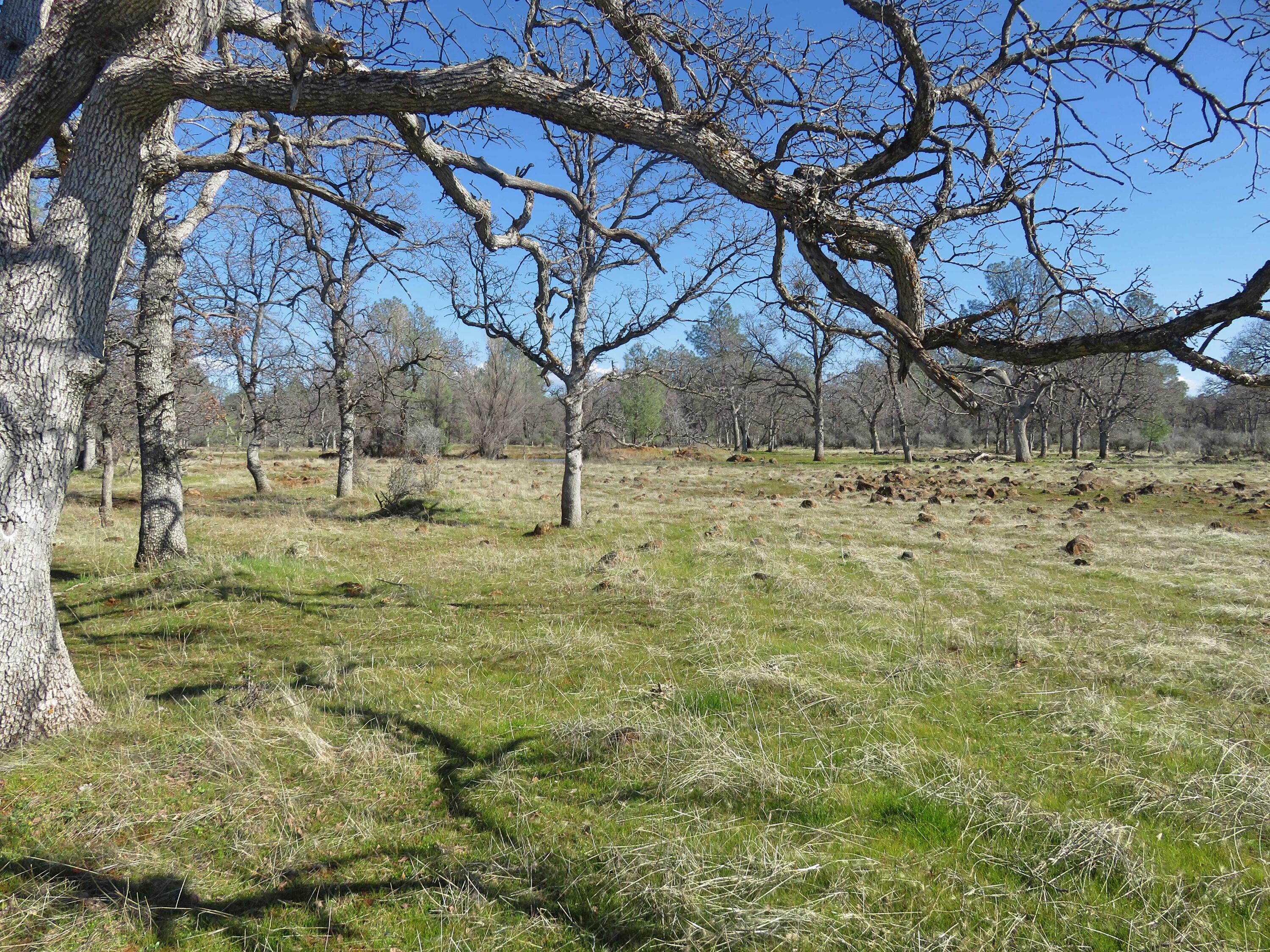 41-acres Ash Creek Road Anderson, CA 96007 - Photo 8 of 24 a view of a yard with a tree