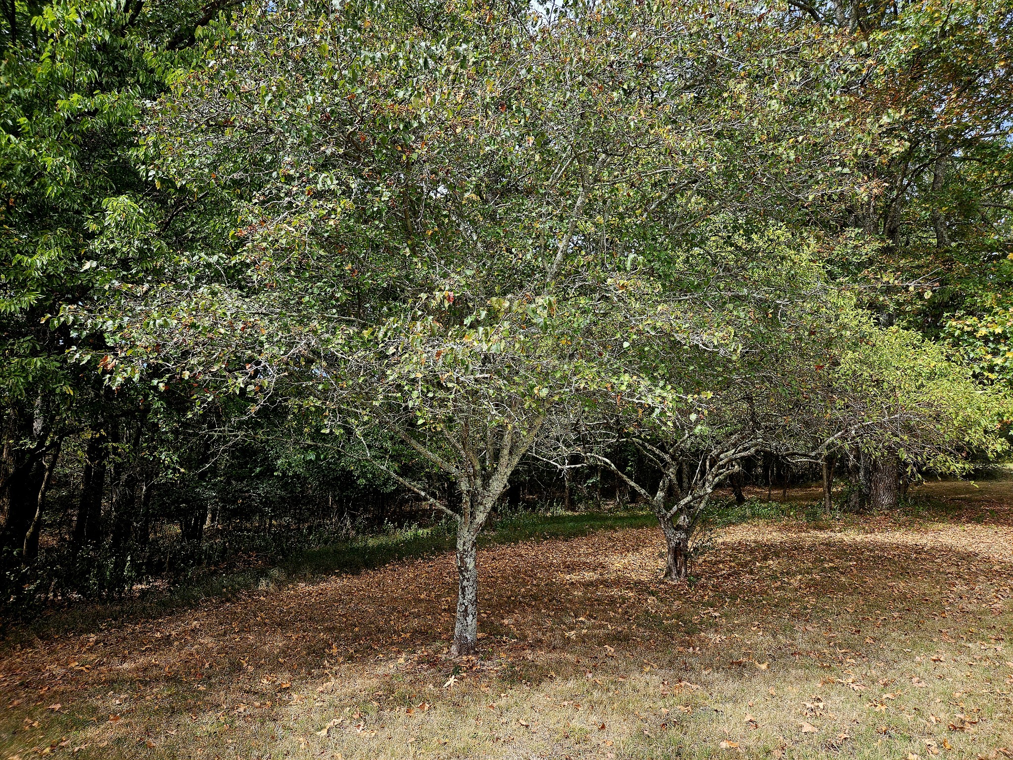 420 Carroll Ridge Road Pulaski, TN 38478 - Photo 30 of 35 Gallery Image 30
