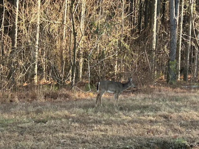 $175,000 | 4910 Raulston Falls Drive, Unit JF106, Jasper, TN 37347