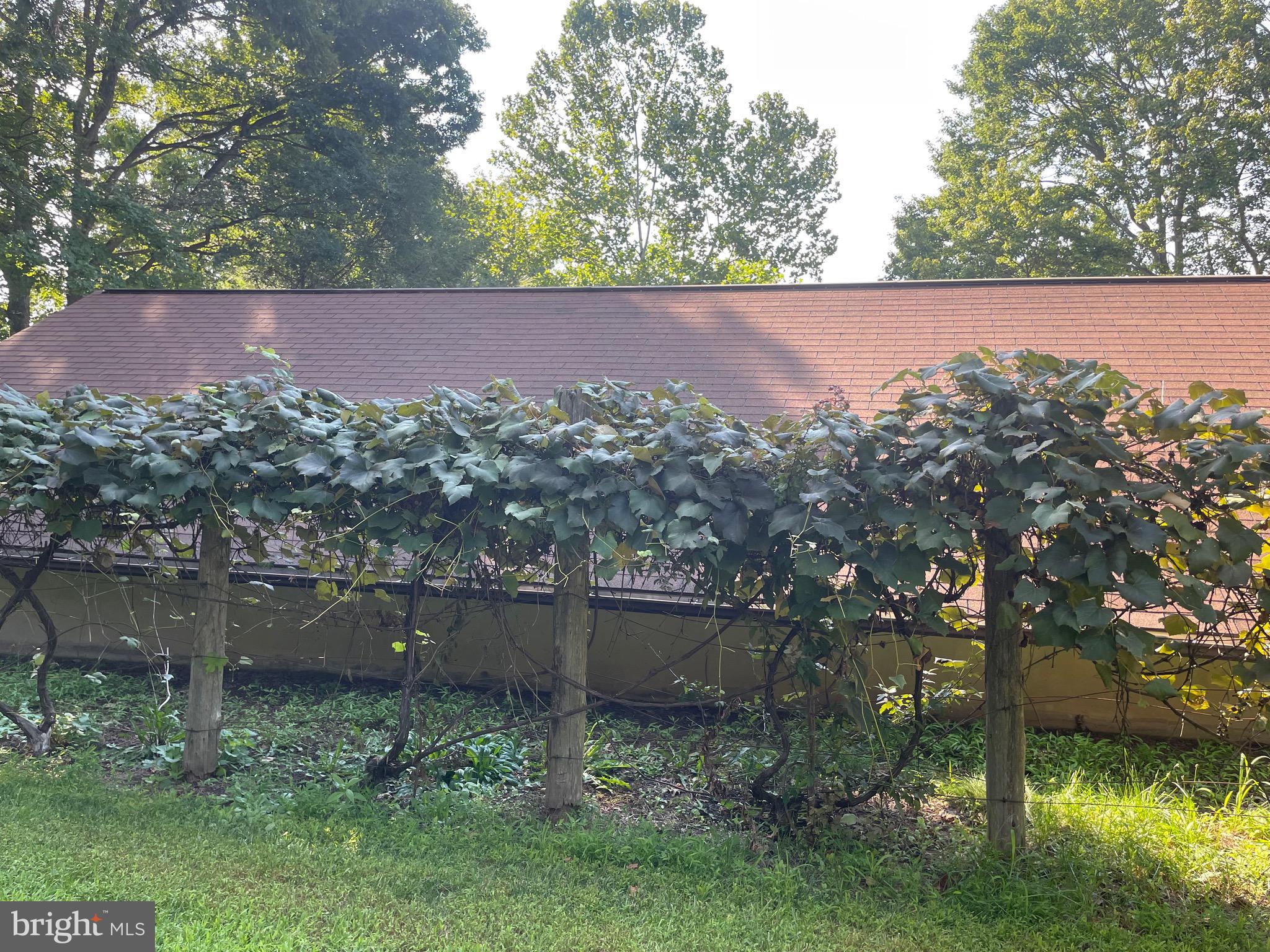 2436 Duckwall Road Berkeley Springs, WV 25411 - Photo 60 of 73 Grape habor