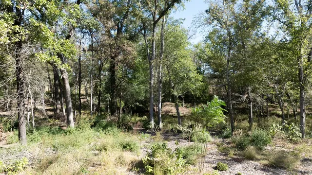 a view of outdoor space and trees