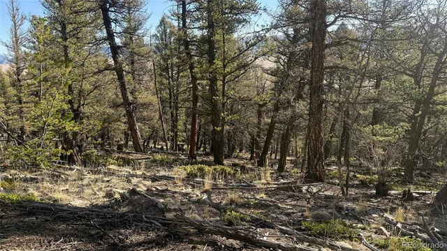 a view of a yard with large trees
