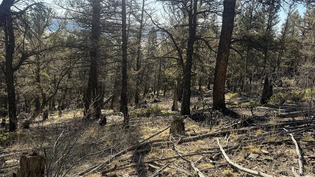 a view of a forest with trees