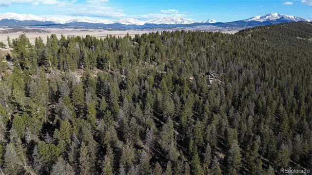 a view of a forest with a mountain