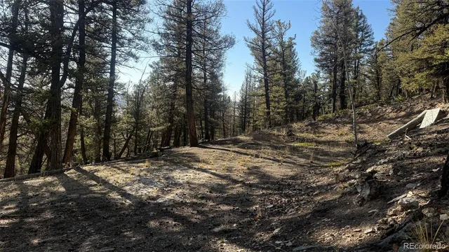 a view of a forest with trees