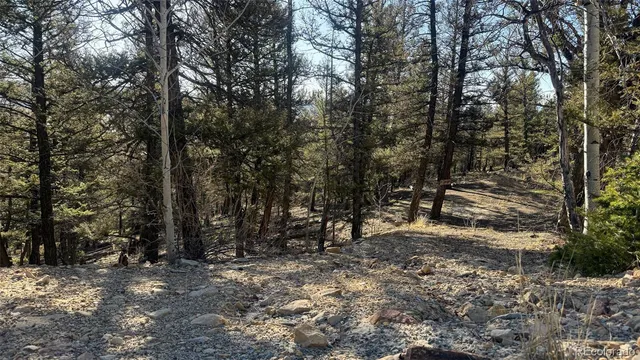 a view of a forest with trees in the background
