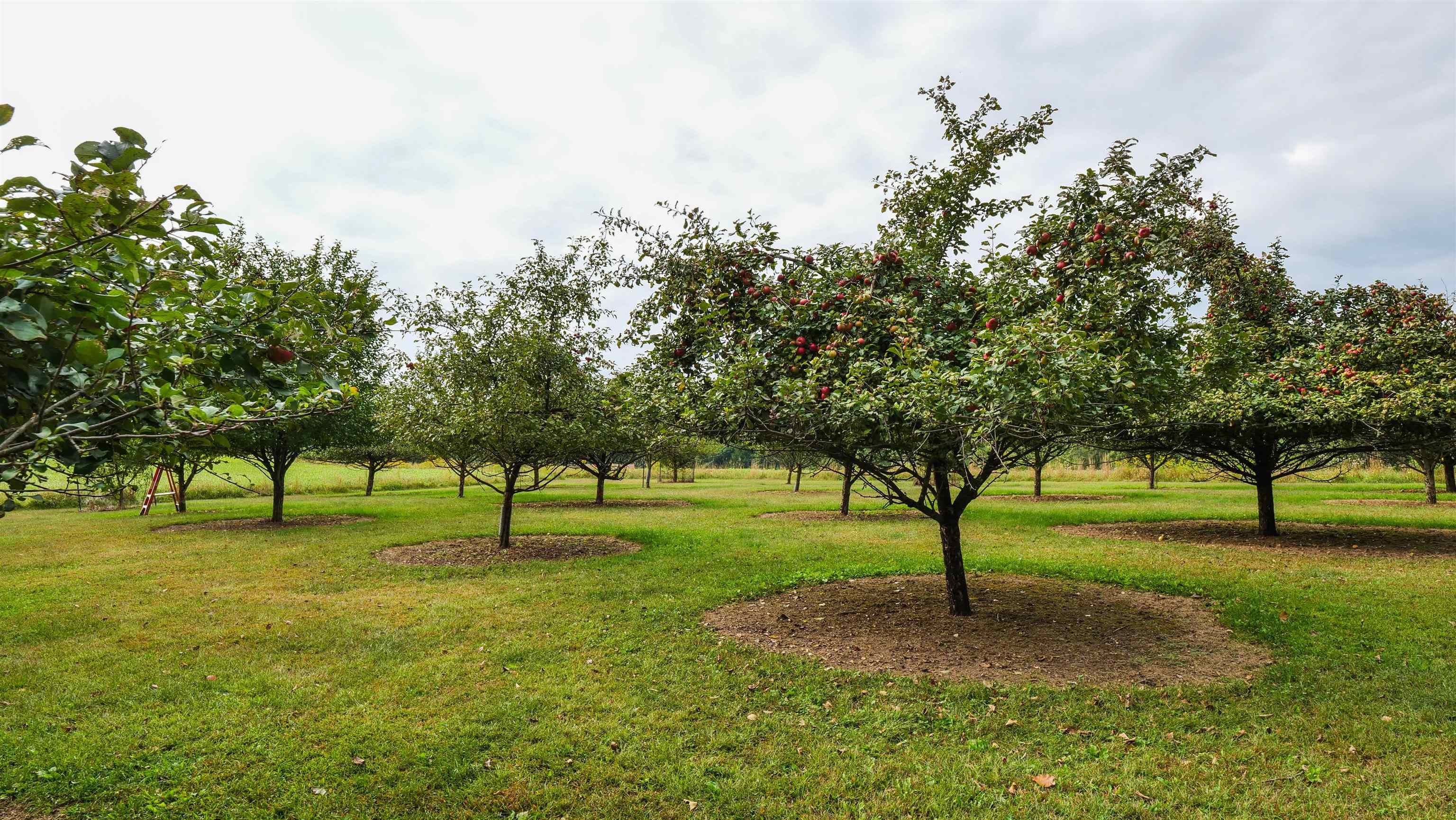 N9314 Pleasant Hill Road Iola, WI 54945 - Photo 46 of 49
