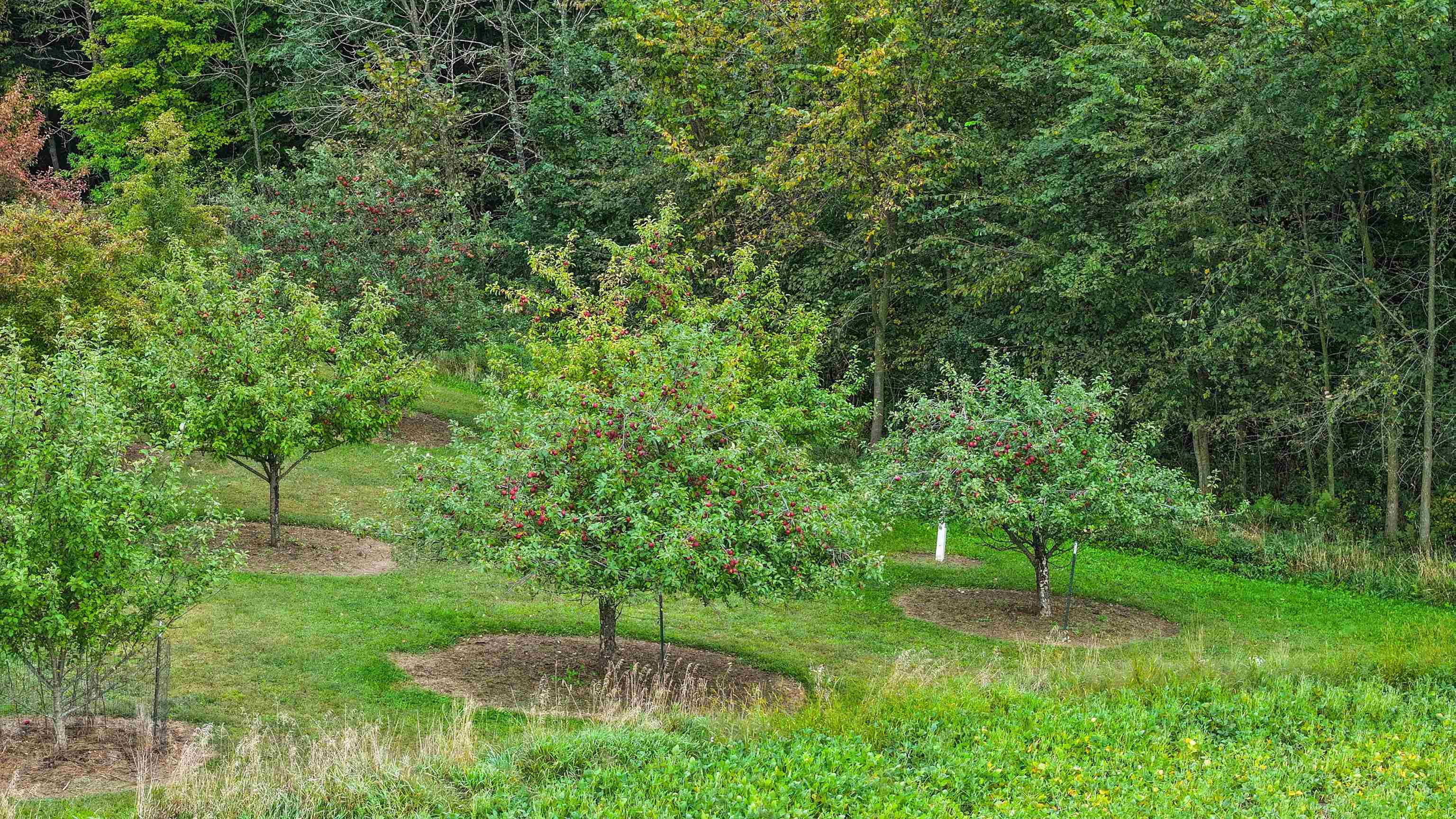 N9314 Pleasant Hill Road Iola, WI 54945 - Photo 10 of 49