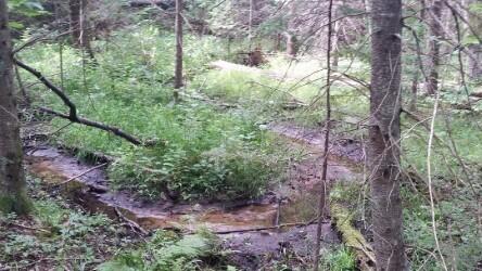 West Kneeland Road Mio, MI 48647 - Photo 12 of 14