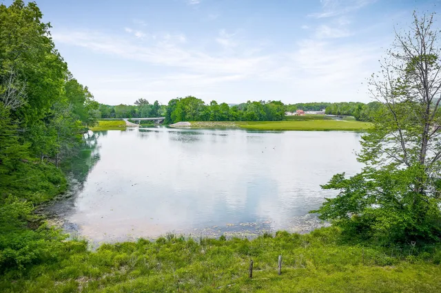 a view of a lush green forest with trees in the background