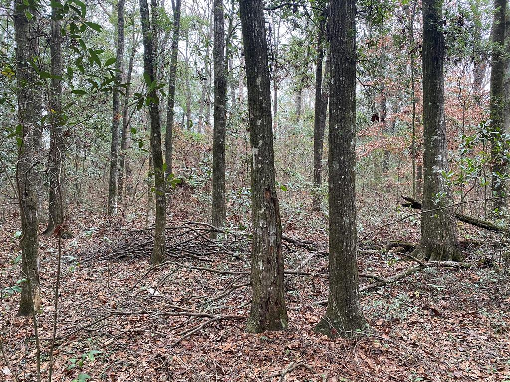 Lot 2 Suggs Road Cowarts, AL 36321 - Photo 1 of 2