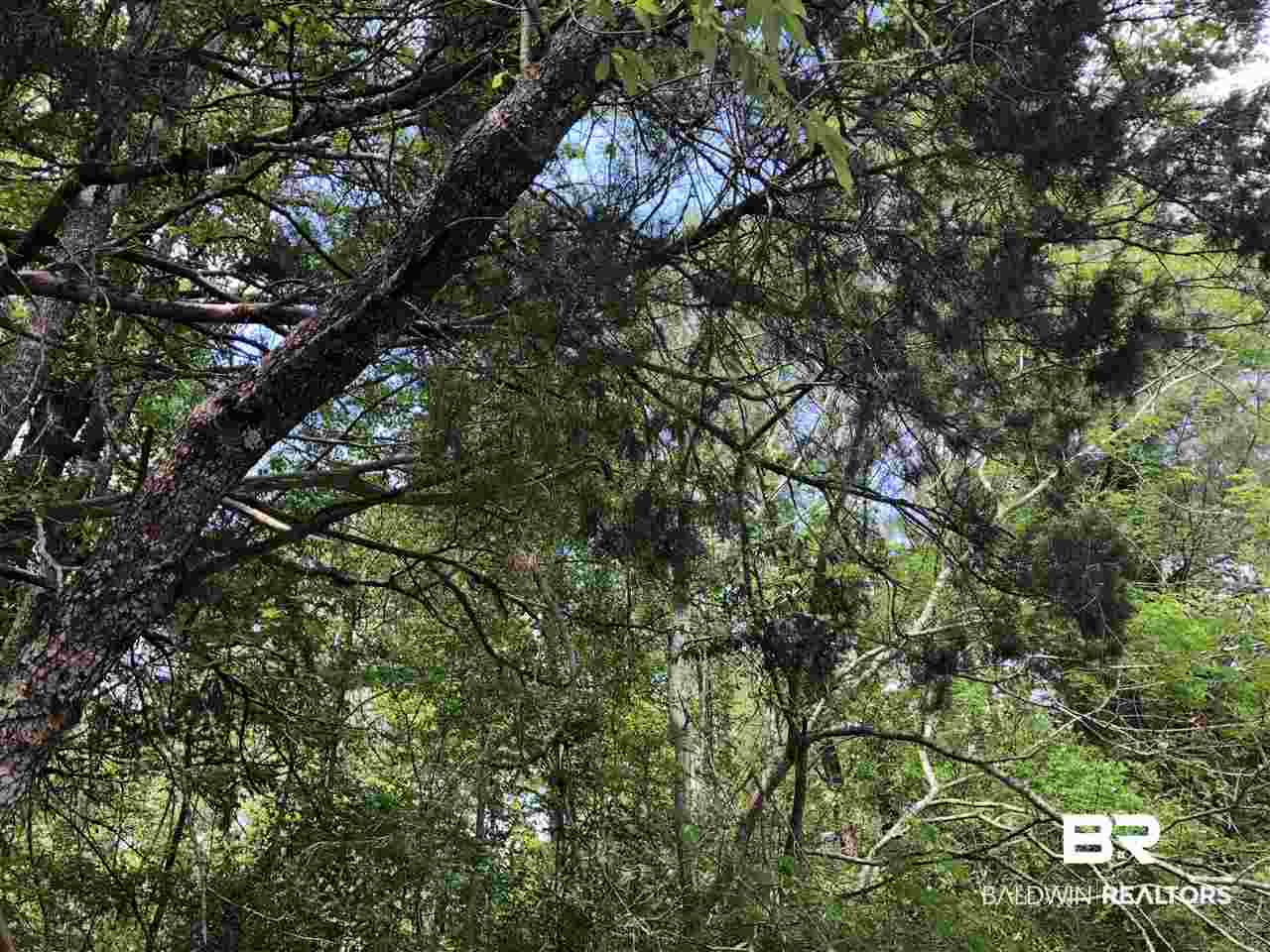 0 Cedar Hill Loop Brewton, AL 36426 - Photo 3 of 3