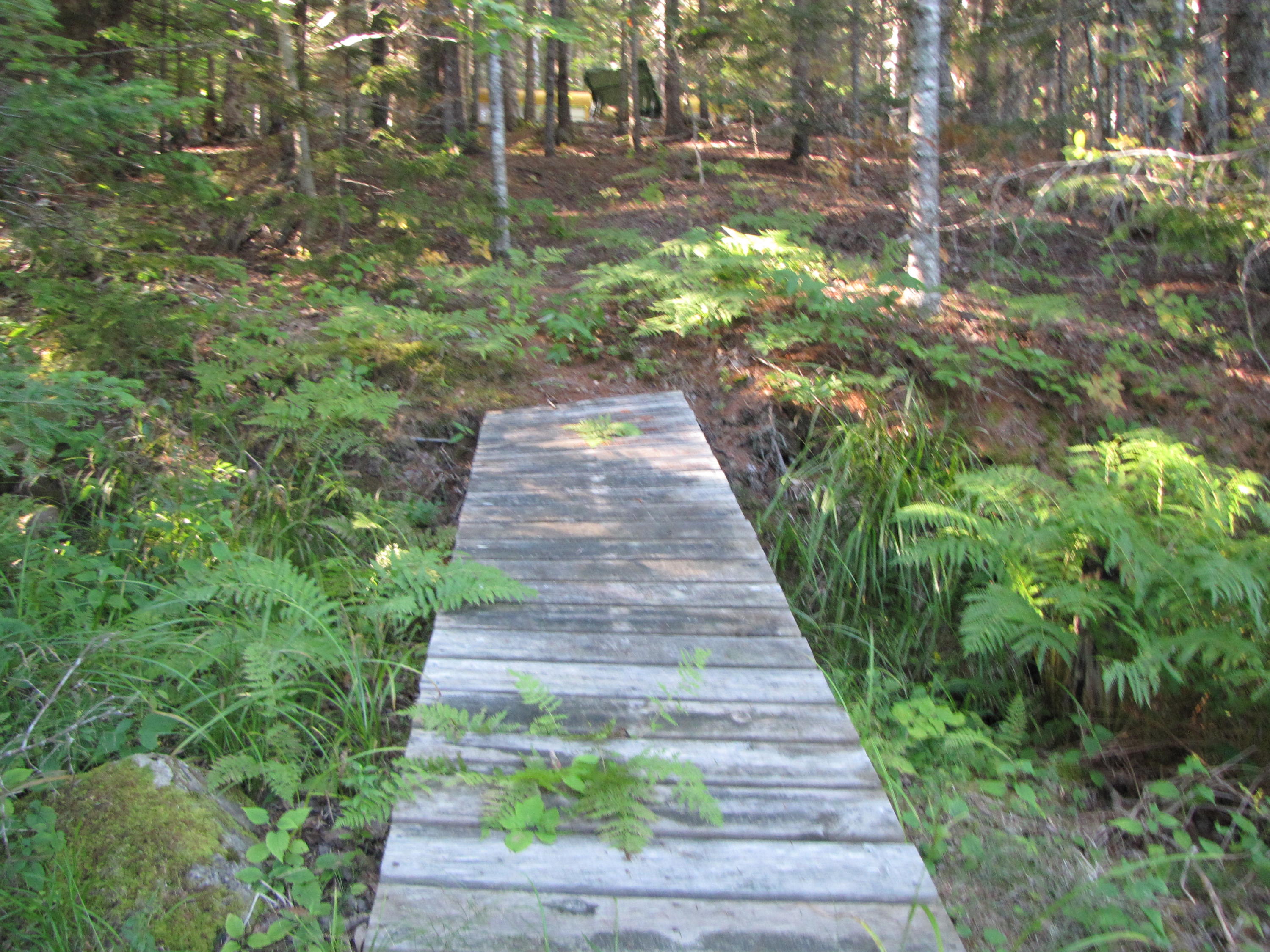 Lot 28 Halls Mills Road Whiting, ME 04691 - Photo 9 of 29 6