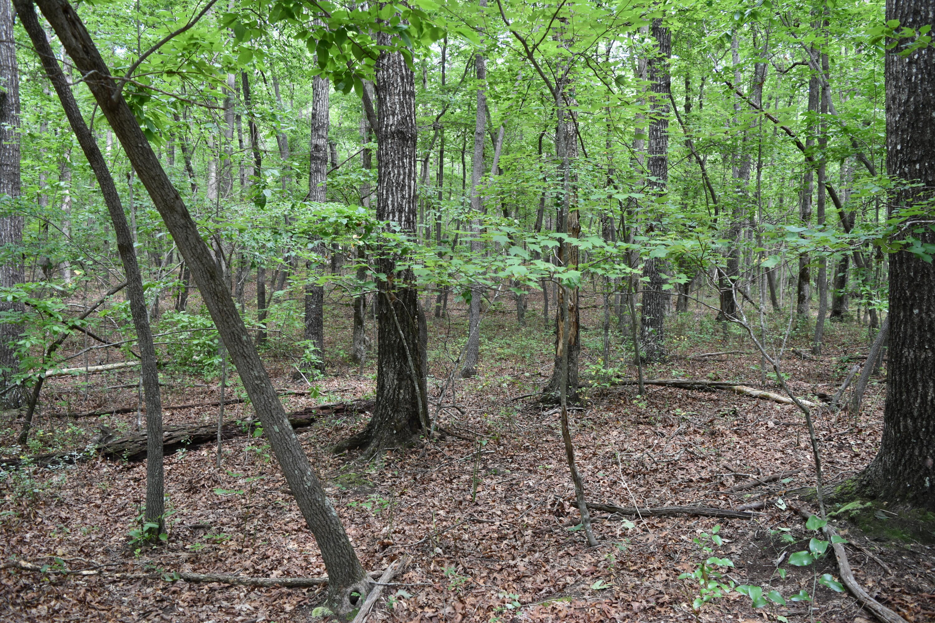 0 Deepwoods Road, Unit LOT 8 COOLEYS RIFT Sewanee, TN 37375 - Photo 13 of 23 DSC_0094