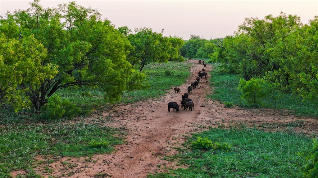 10000 Fm 209 Graham, TX 76450 - Photo 32 of 40