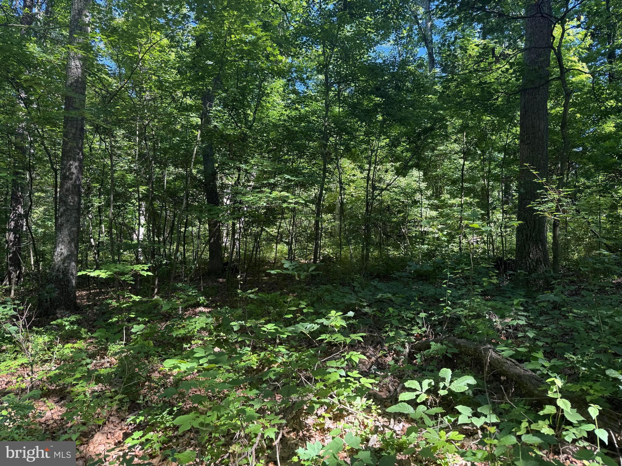 750 Hickory Corner Road Augusta, WV 26704 - Photo 44 of 49