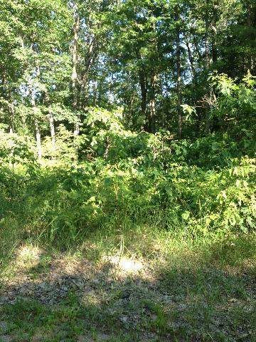 Tippy Dam Road Wellston, MI 49689 - Photo 7 of 7 Additional Photo