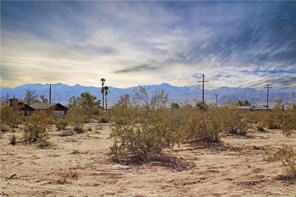 a view of a dry yard with trees