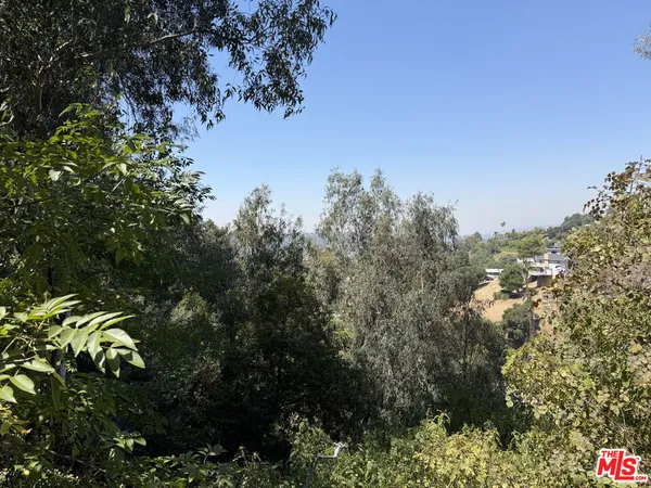 a view of a tree