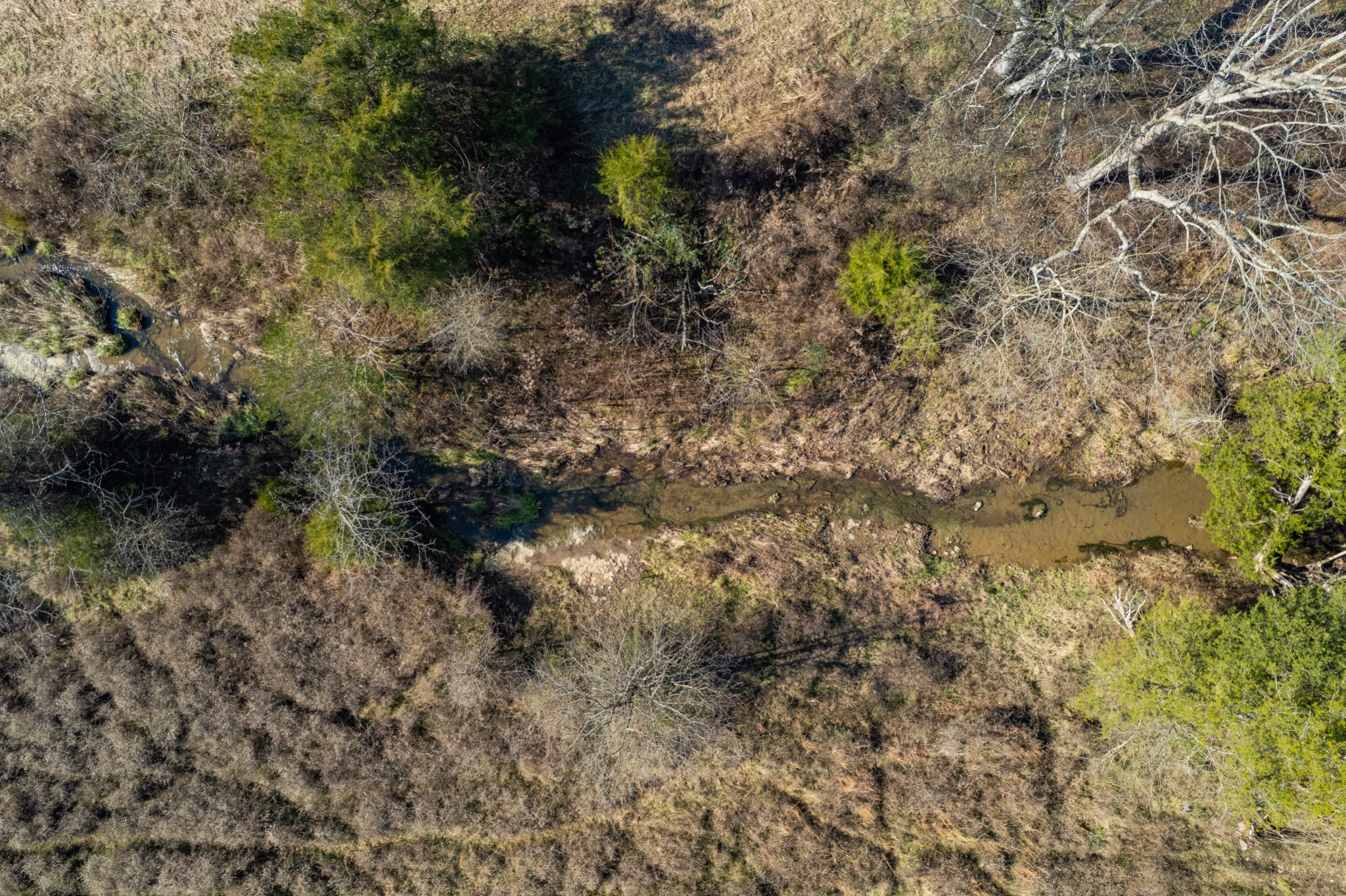 0 Clyde Foster Road Culleoka, TN 38451 - Photo 9 of 10 a view of a forest with a tree