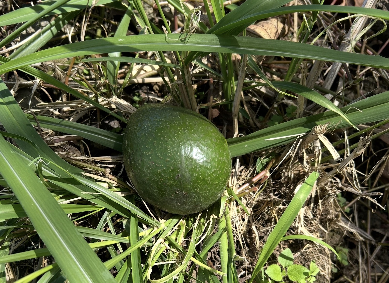 82-6136 D Road, Unit B Captain Cook, HI 96704 - Photo 27 of 30