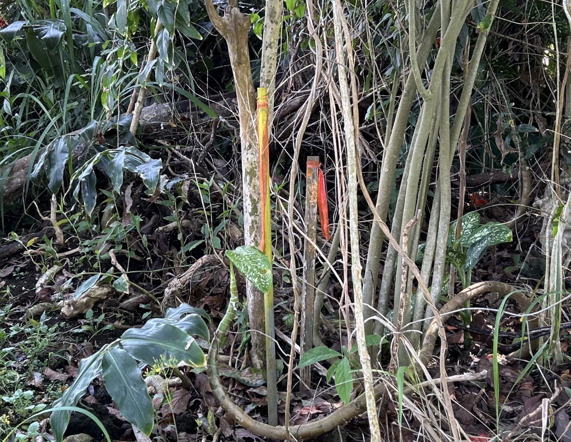 82-6136 D Road, Unit B Captain Cook, HI 96704 - Photo 29 of 30 a close up of a plant in a garden