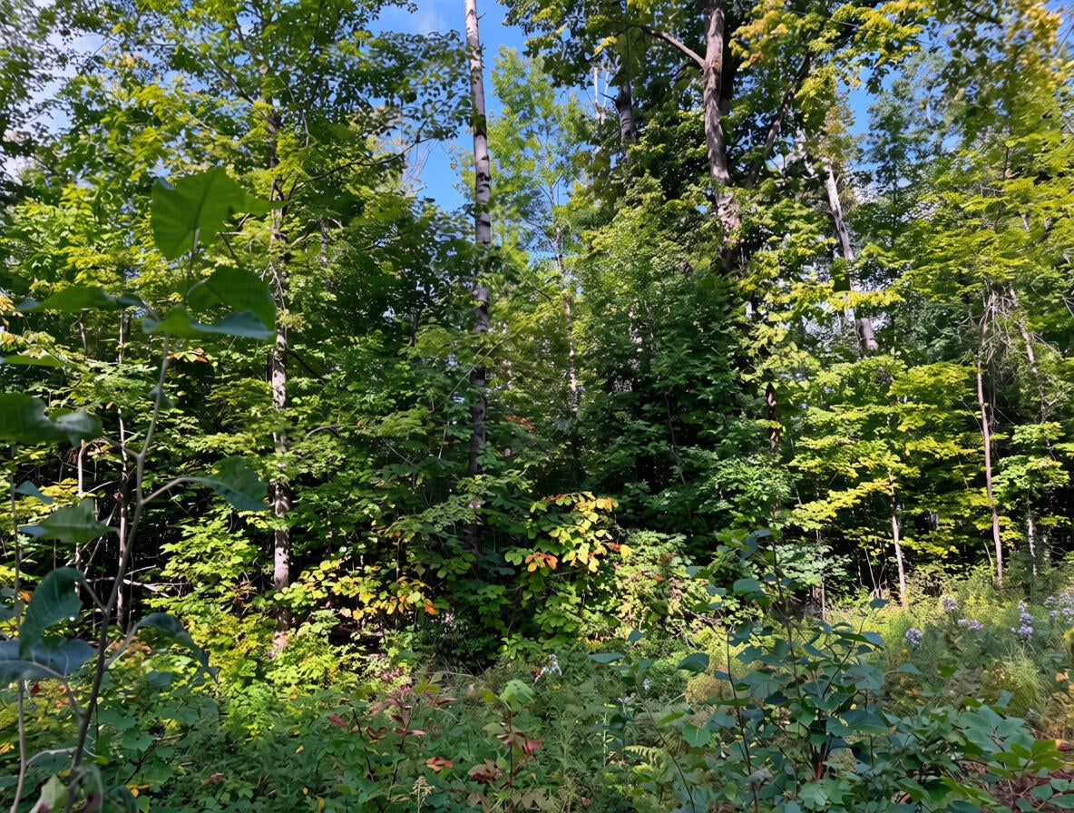 3397 Indian Road Brutus, MI 49716 - Photo 1 of 14 Gallery Image 1