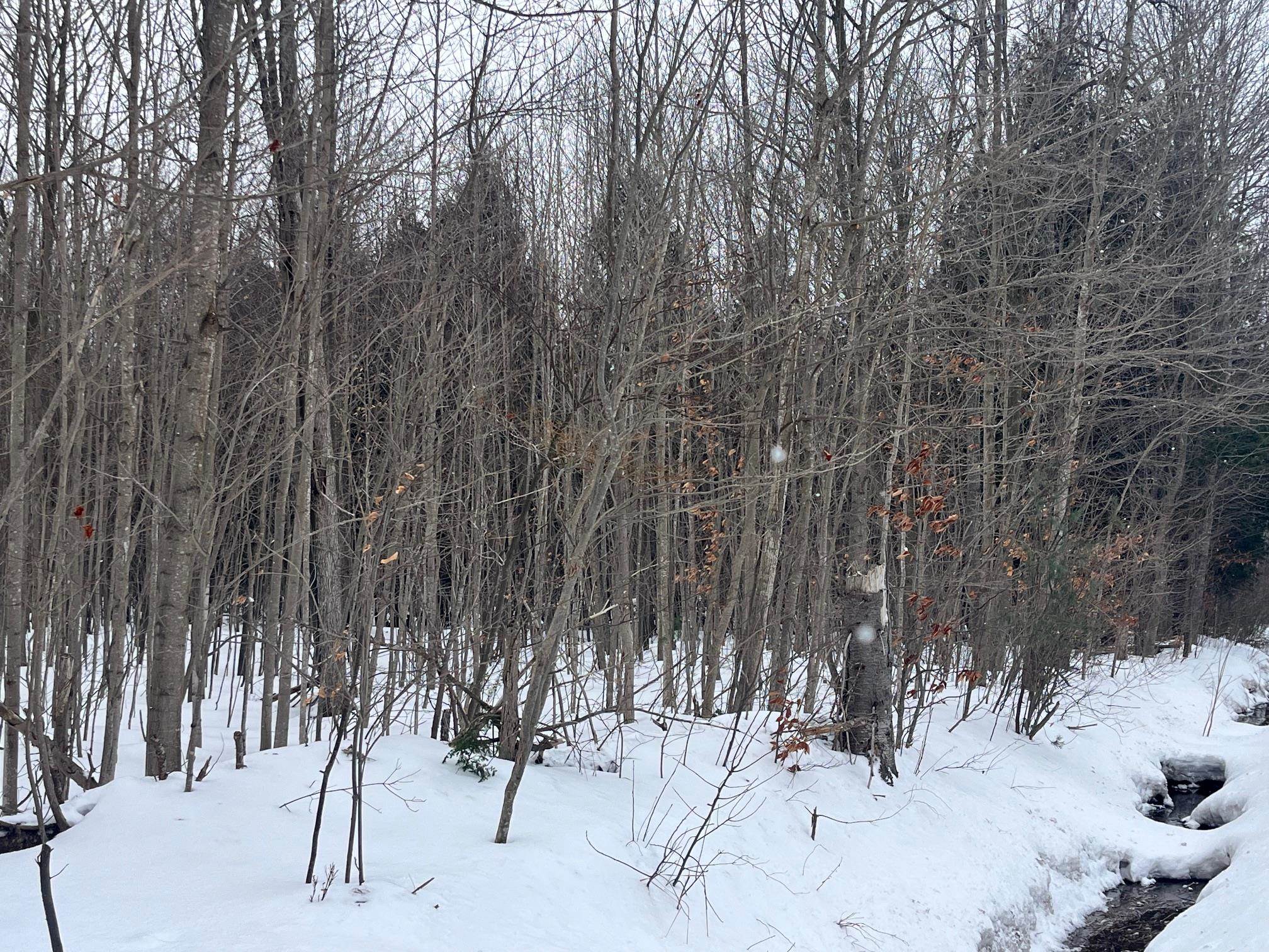 9 9 Mile Road Free Soil, MI 49411 - Photo 11 of 13