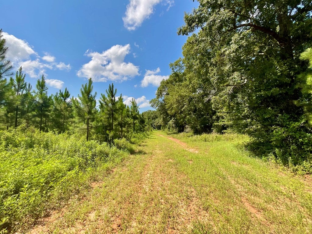 0 Harper Road Coleman, GA 39836 - Photo 18 of 23 Gallery Image 18