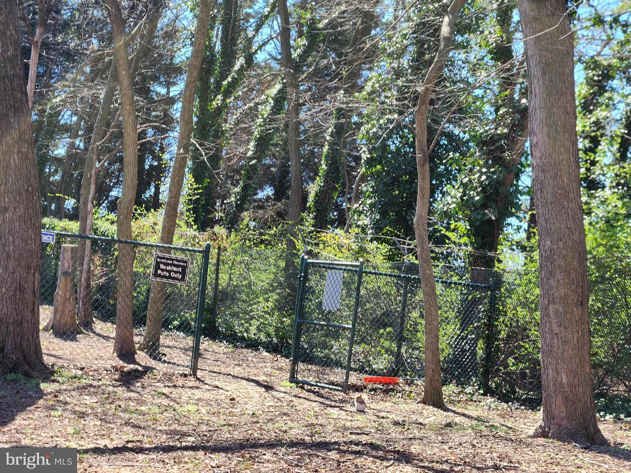 9900 Georgia Avenue, Unit 27218 Silver Spring, MD 20902 - Photo 27 of 30 Dog Walk