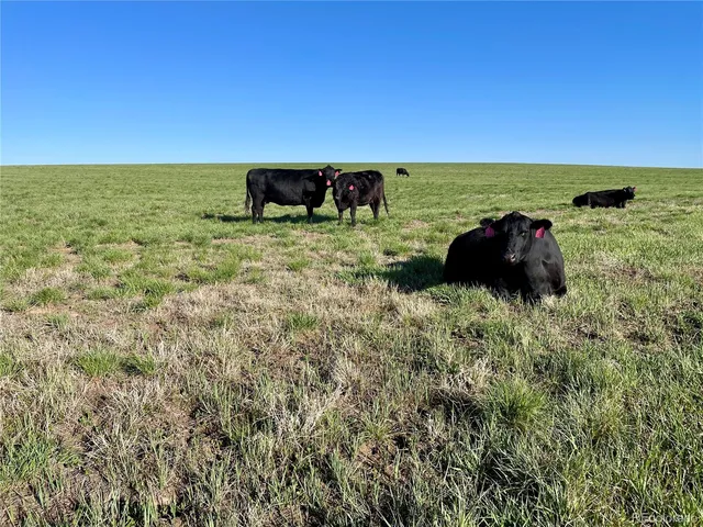 a view of a field with an ocean