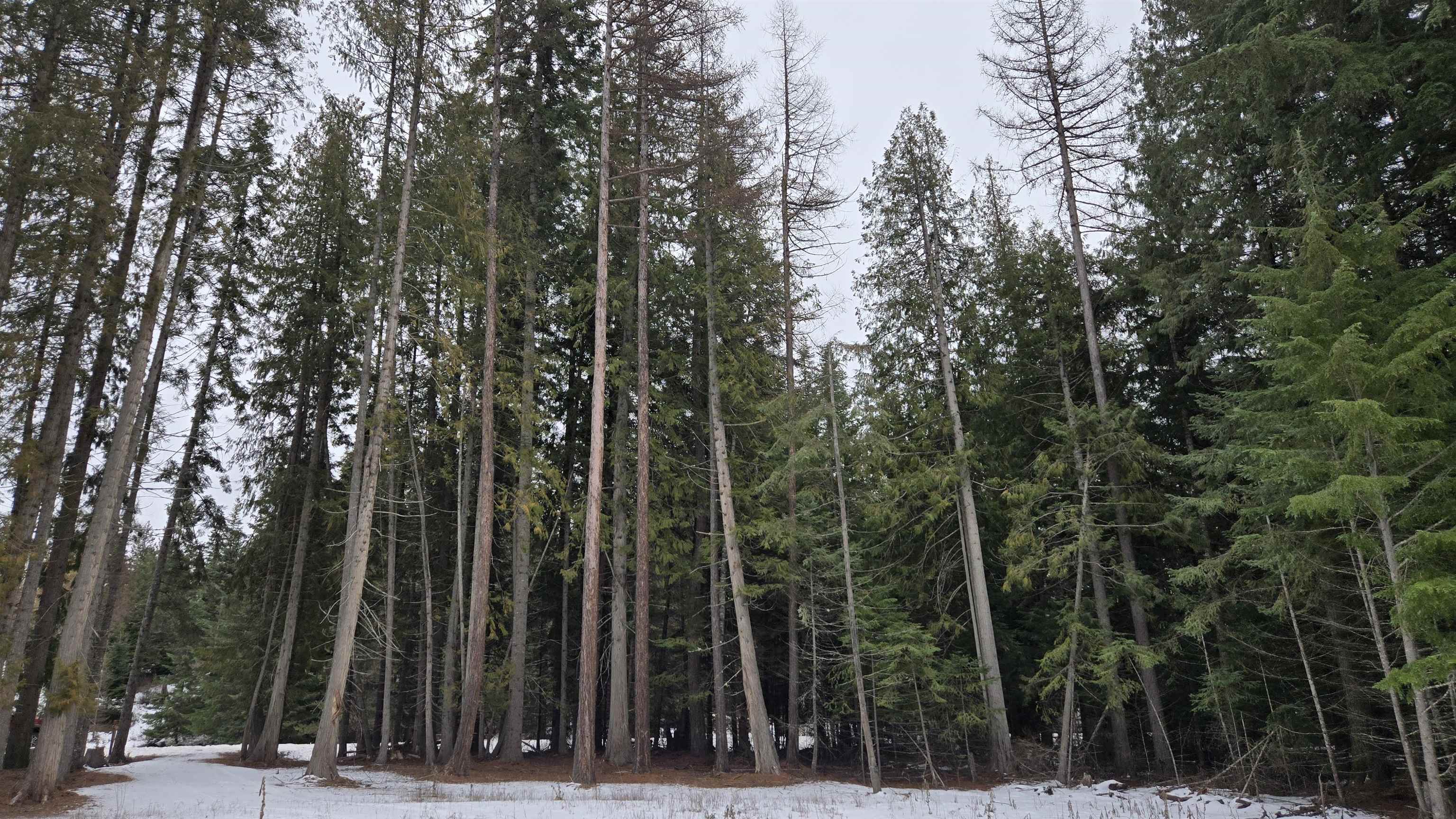 10401 LeClerc Road North Cusick, WA 99119 - Photo 18 of 34