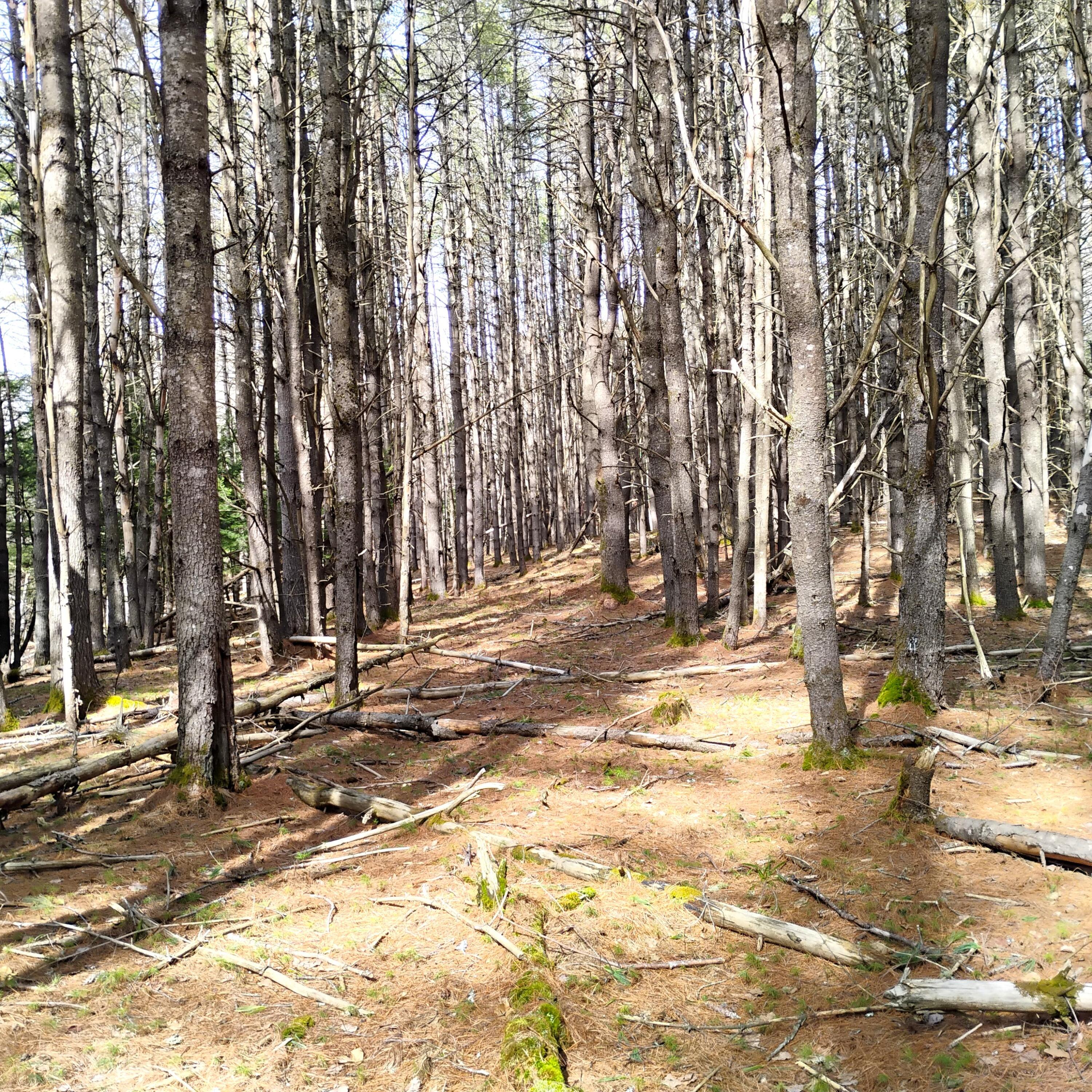 Lot 2 Father Rasle Road Norridgewock, ME 04957 - Photo 6 of 8 Pic