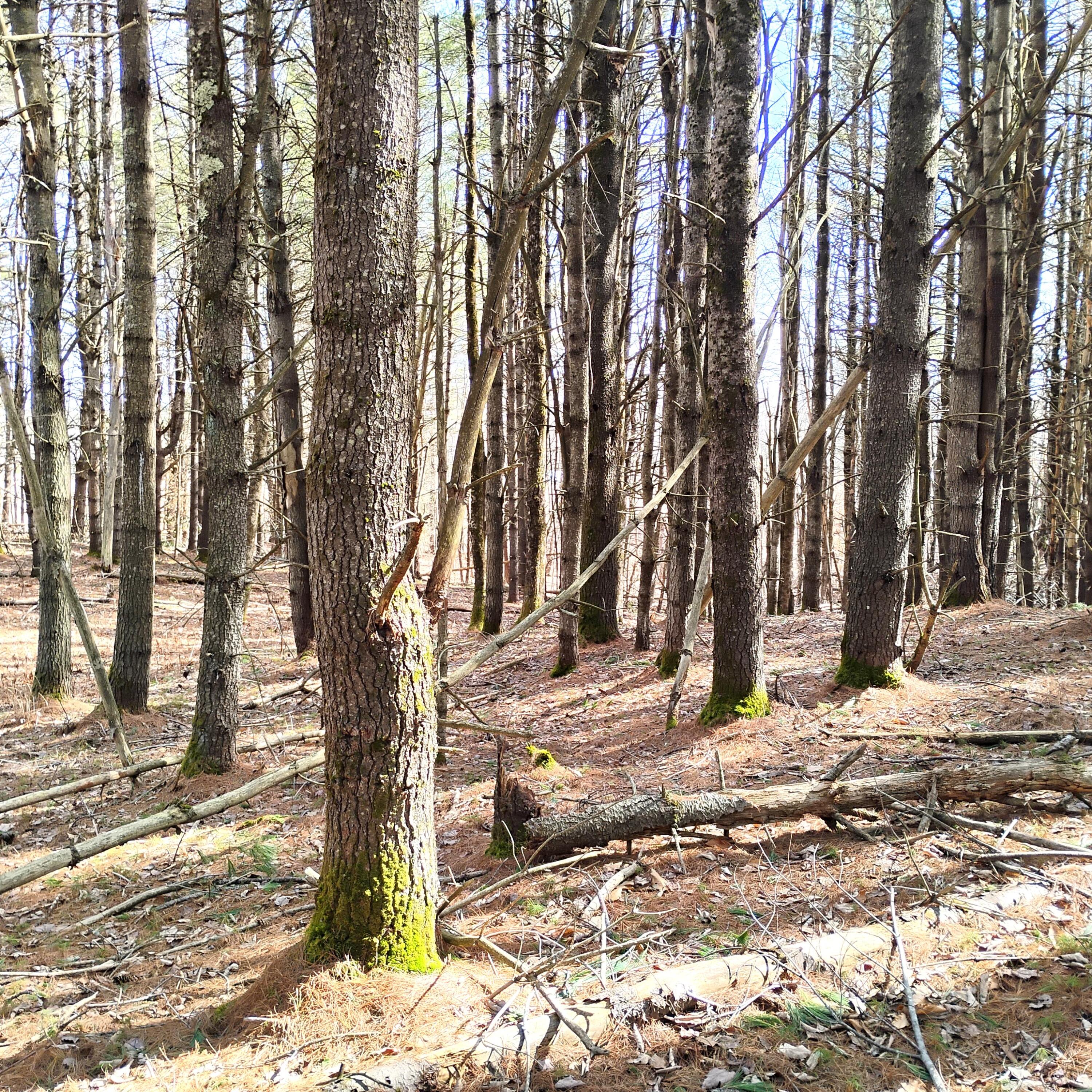 Lot 2 Father Rasle Road Norridgewock, ME 04957 - Photo 7 of 8 Pic