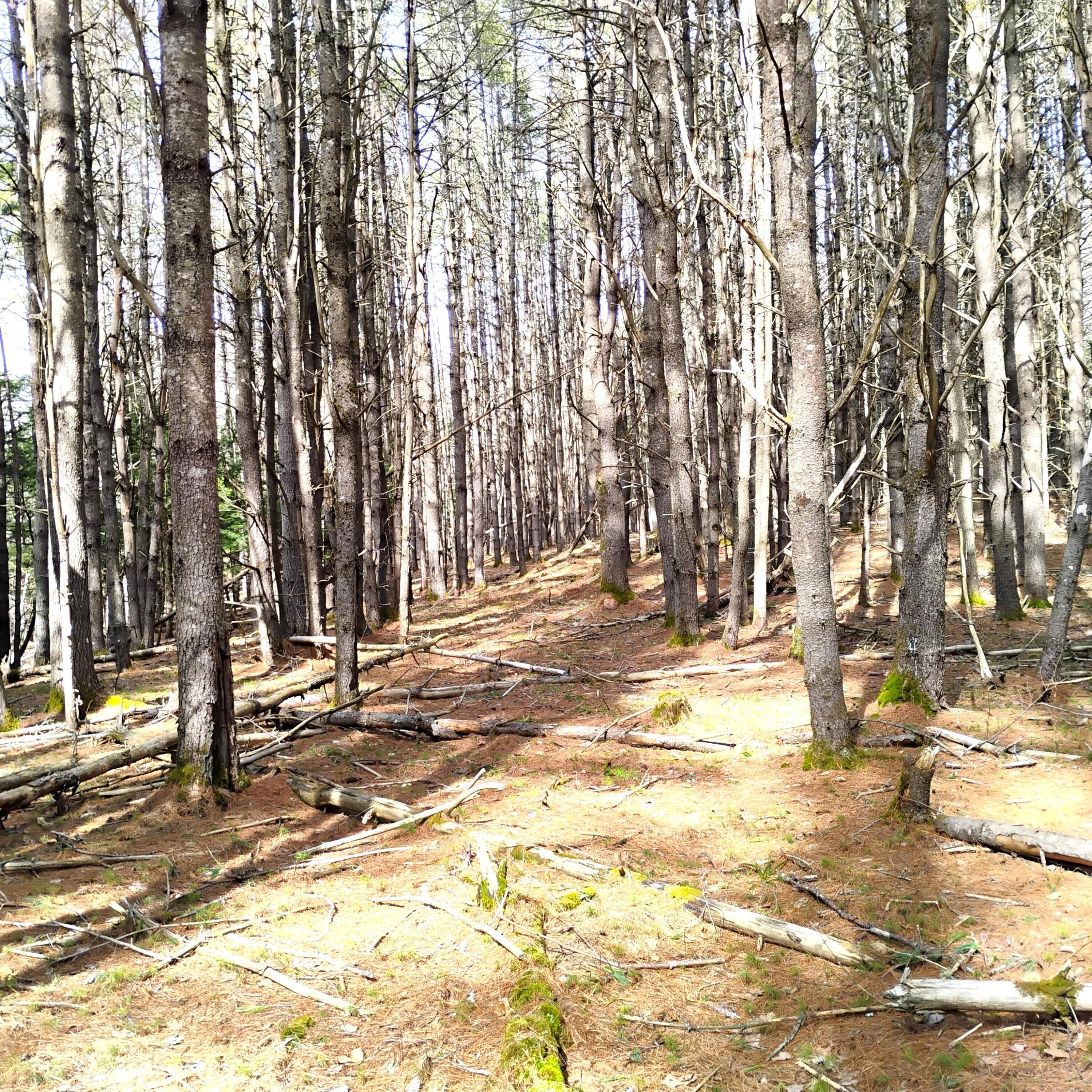 Lot 2 Father Rasle Road Norridgewock, ME 04957 - Photo 10 of 15 Pic 7