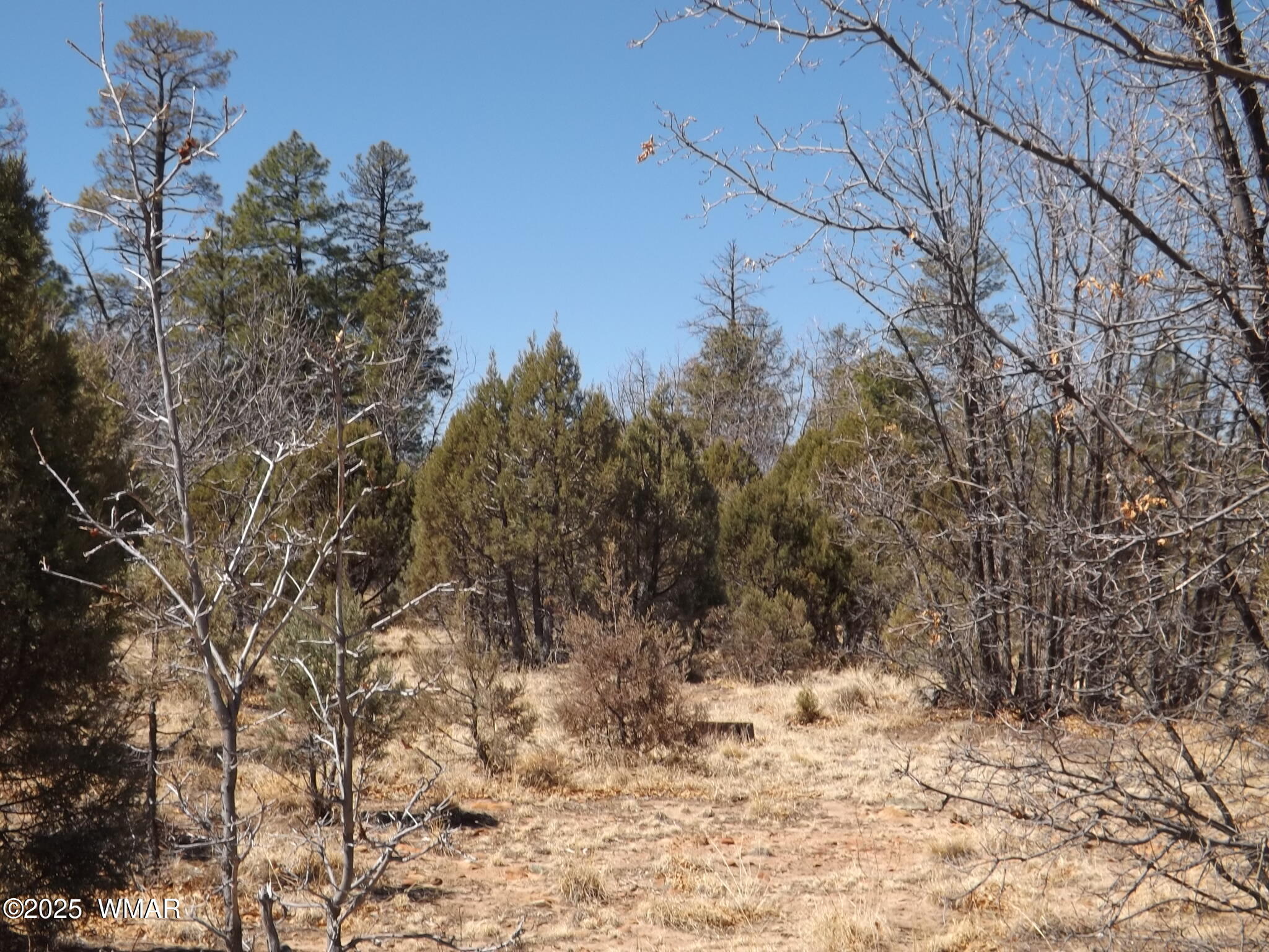 4 Y Parcel 1 Section 31 Overgaard, AZ 85933 - Photo 2 of 3