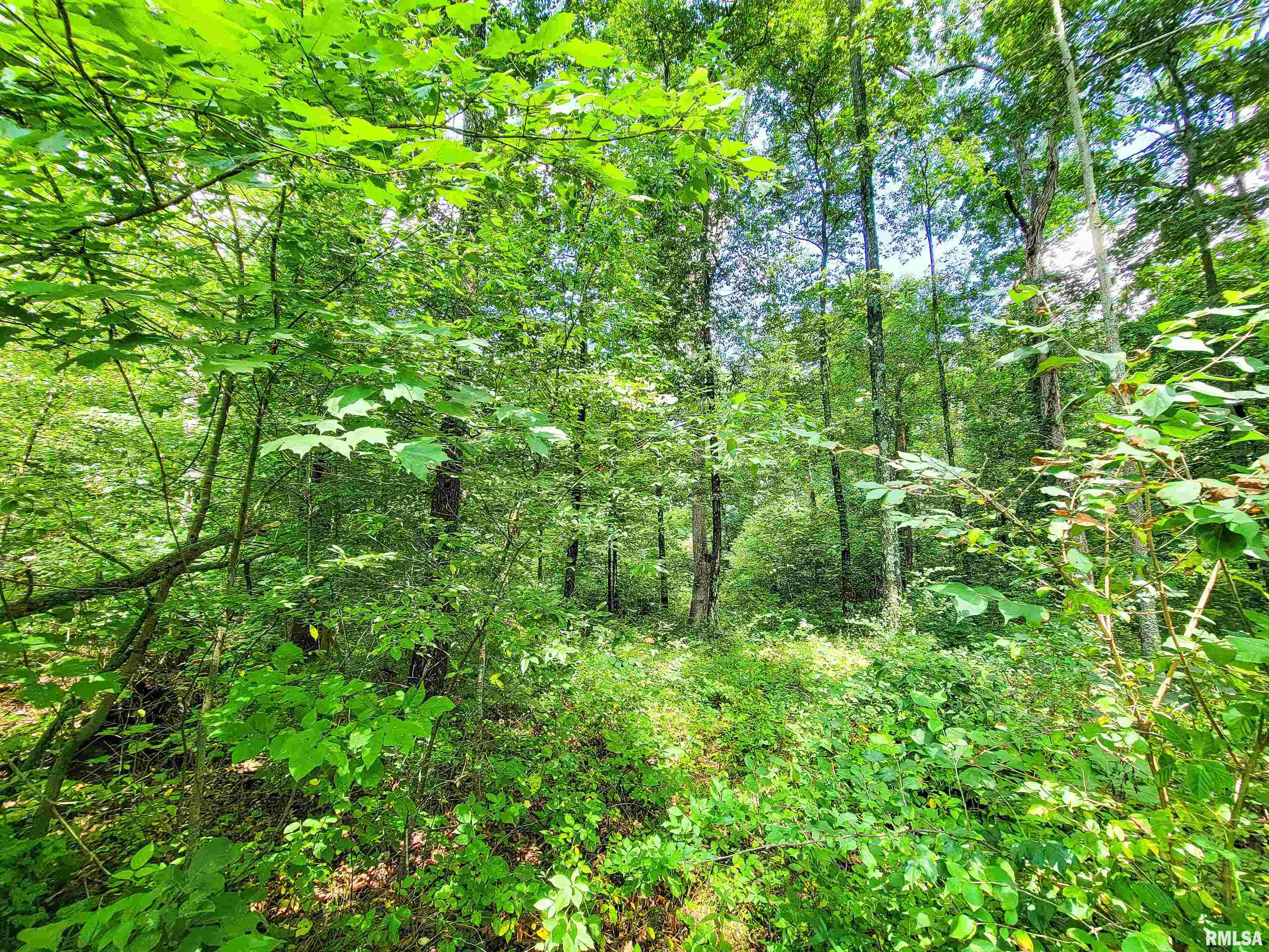 0 Hanging Rock Road Flora, IL 62839 - Photo 8 of 14