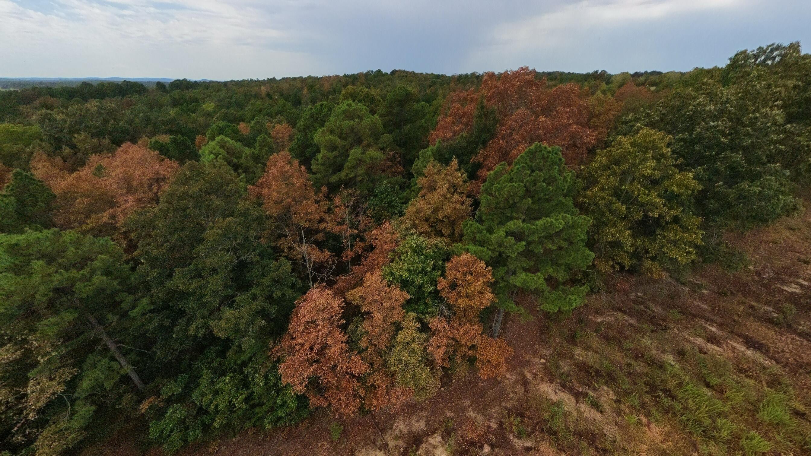 517 Sawmill Road Brockwell, AR 72517 - Photo 18 of 54 40 acres016