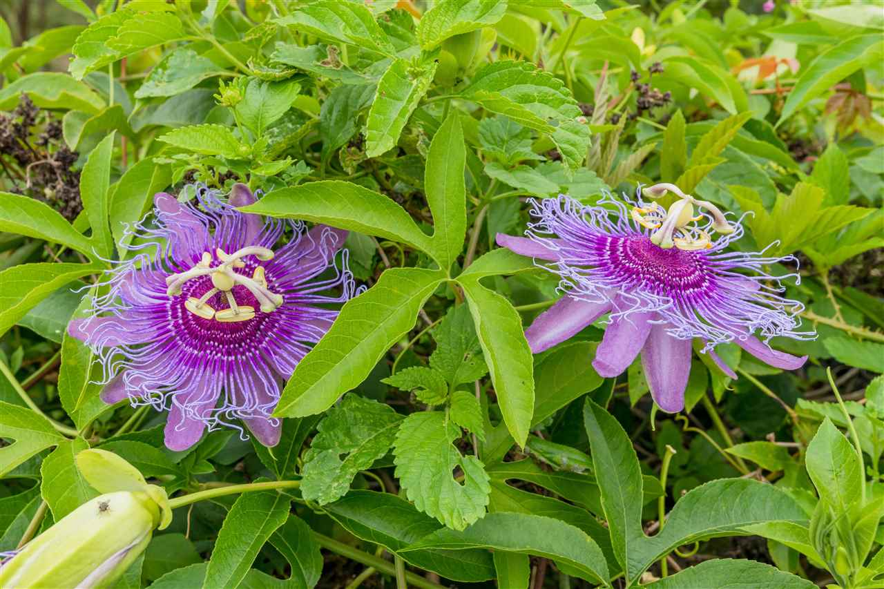 233 Cornell Road St. Augustine, FL 32086 - Photo 21 of 35 a view of a flower