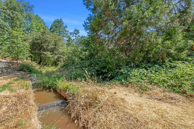a view of a forest with a tree