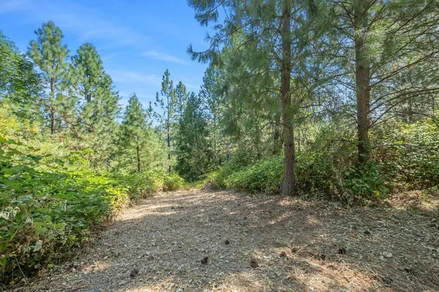 a view of a forest with trees in the background