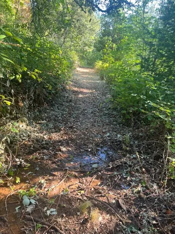 a view of a tree with a yard
