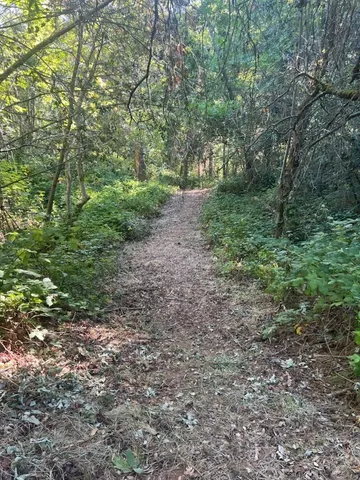 a view of a yard with a tree
