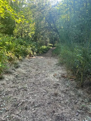 a view of a yard with a plant